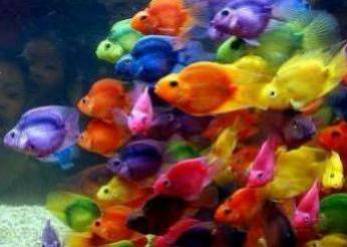 Les couleurs